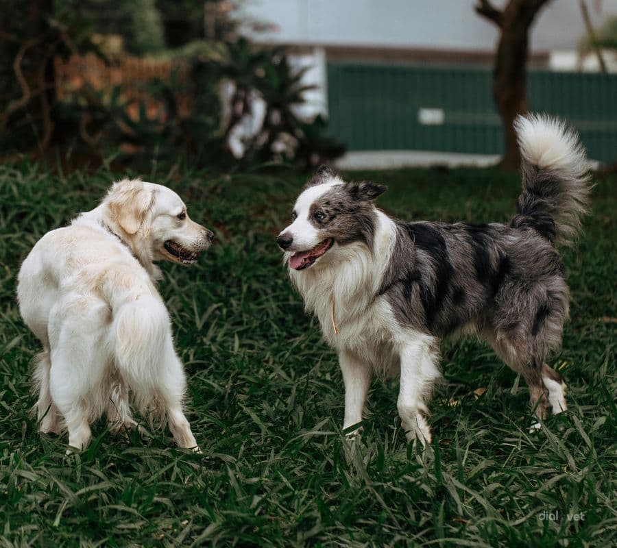 Epilepsy in dogs